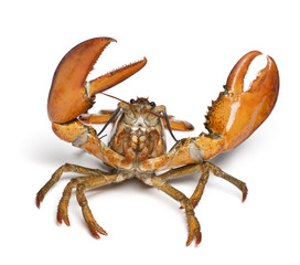 American lobster, Homarus americanus