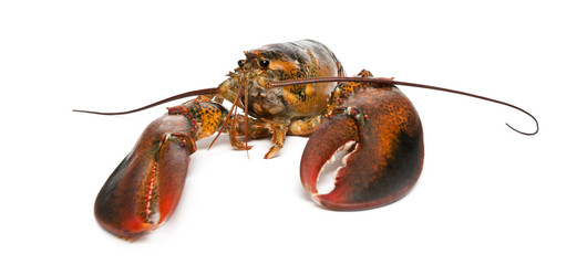 American lobster, Homarus americanus