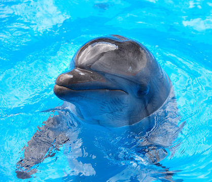 Dolphin in blue water.