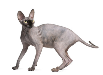 Sphynx cat, 9 months old, standing in front of white background