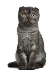 Fototapeta premium Scottish Fold Kitten, 3 months old, sitting