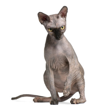 Sphynx cat, 9 months old, sitting in front of white background