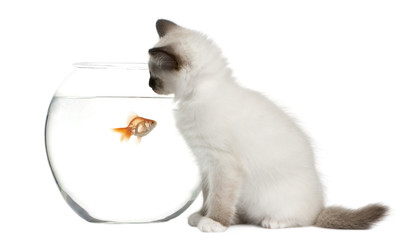 Birman Kitten, 2 months old, looking in goldfish bowl