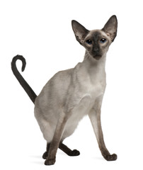 Balinese cat, 5 years old, sitting in front of white background