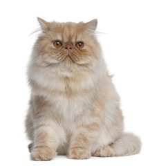 Persian Cat, 1 year old, sitting in front of white background
