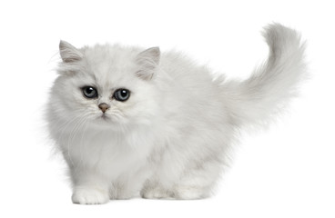 Persian cat, 3 months old, walking in front of white background