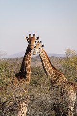 Girafas enamoradas