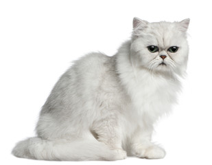 Persian cat, 2 years old, sitting in front of white background