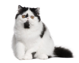 Obraz premium Black and white Persian cat sitting in front of white background