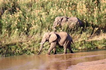 Dos elefantes - sudafrica © Mr.Papeete