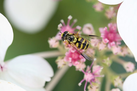 abeille butinant une fleur