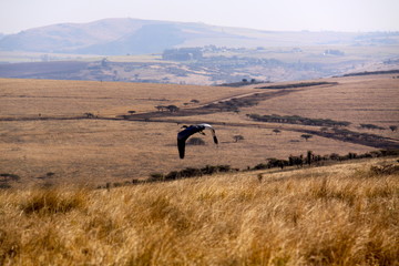 Obraz premium Aguila emprendiendo vuelo