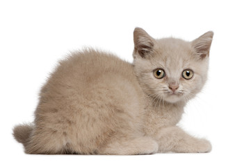 British Shorthair Kitten, 10 weeks old, lying