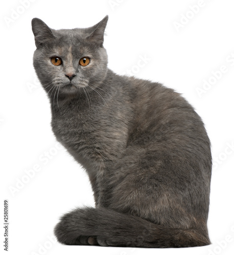 British Shorthair Cat Sitting And Looking Away With Paw Up Stock