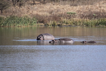 Hipopotomos - sudafrica