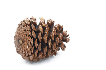 pine cone