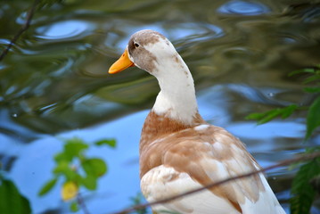 Duck