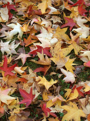 Fallen autumnal maple leaves