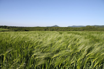 Gerstenfeld mit Kultur