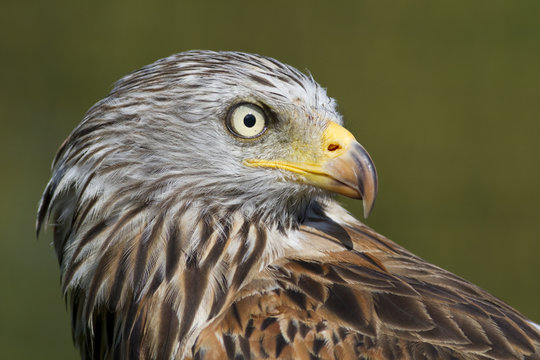 Rotmilan (Milvus milvus)