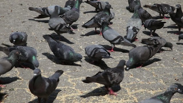 Feeding Pigeons