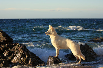 sguardo di lupo al mare