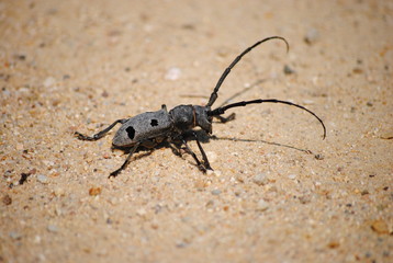 insect on the sand