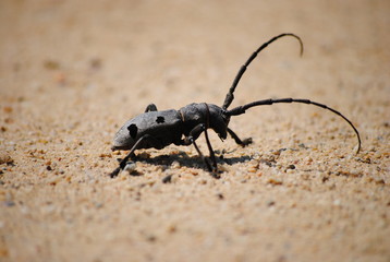 Insect with very long antennae
