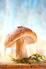 still life with white boletus mushroom free standing