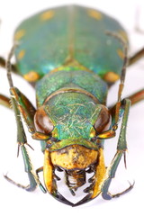 Mounted Green Tiger beetle isolated on white background