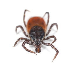 Tick isolated on white background.