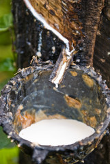 Rubber tree
