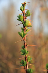Shoots in spring Gudar mountains  Virgen de la Vega Spain
