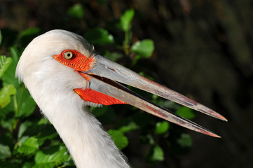close up of maguari stork