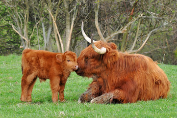 calf and mum of highland cattle
