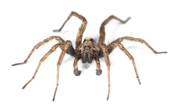 Wolf spider isolated on white background.