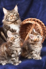Fototapeta na wymiar Beautiful little kittens