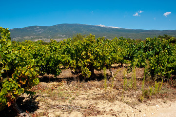 Fototapeta na wymiar vignes provençales