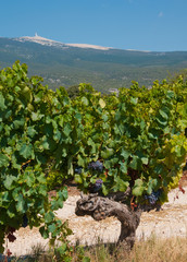 pieds de vignes au pied du Mont Ventoux