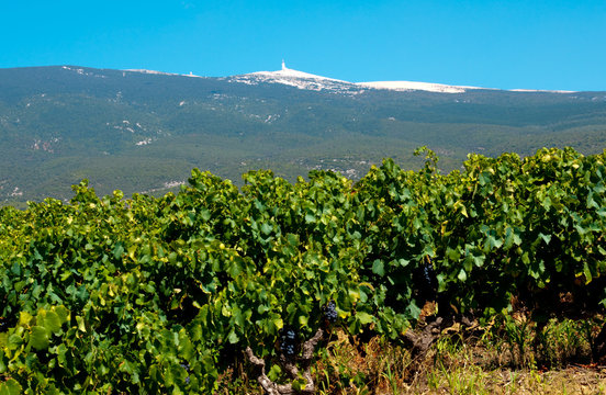 vignes en Provence