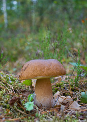 Mushroom