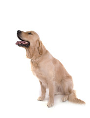 chien golden retriever mâle isolé sur fond blanc