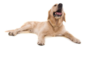 golden retriever mâle de trois ans couché sur fond blanc