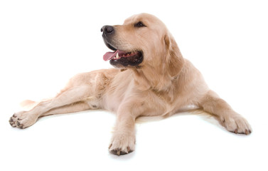 golden retriever mâle de trois ans couché sur fond blanc