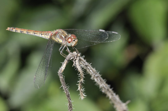 Lib&eacute;lula posada.