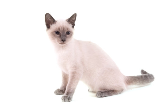 Siamois Images Browse 807 Stock Photos Vectors And Video Adobe Stock