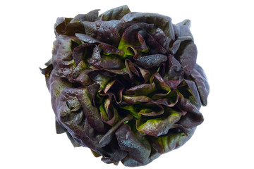 Roter Spinat © Inga Nielsen