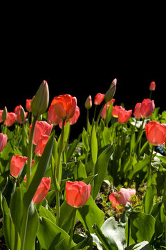 Tulpen auf Schwarz