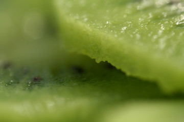 Juicy kiwi