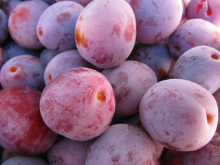 Harvest of ripe plums close-up